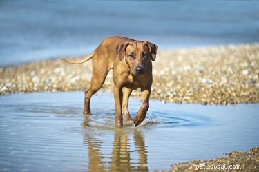DIY Healthy Frozen Dog Treats – A Refreshing Recipe