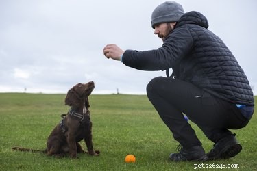 DIY Healthy Frozen Dog Treats – A Refreshing Recipe