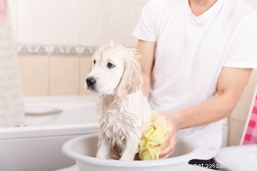 DIY Whitening Dog Shampoo: Restore Your Dog’s Brilliant White Coat Naturally