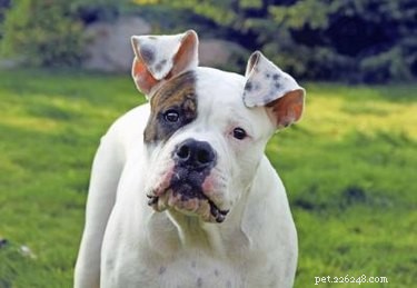 Effective Remedies for Itchy Dog Ears – Quick Relief & Prevention