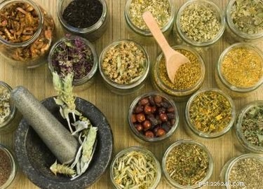 Effective Remedies for Itchy Dog Ears – Quick Relief & Prevention