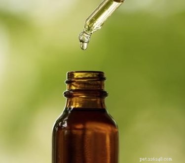 Effective Remedies for Itchy Dog Ears – Quick Relief & Prevention