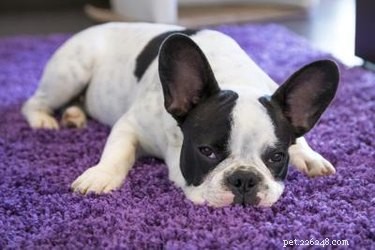 Effective Remedies for Itchy Dog Ears – Quick Relief & Prevention