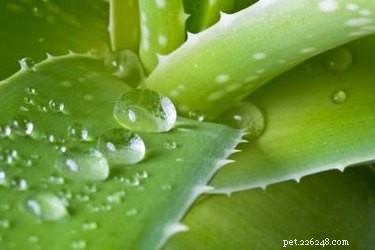 Effective Remedies for Itchy Dog Ears – Quick Relief & Prevention