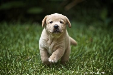 Understanding Puppy Vaccination Side Effects: When Diarrhea Occurs