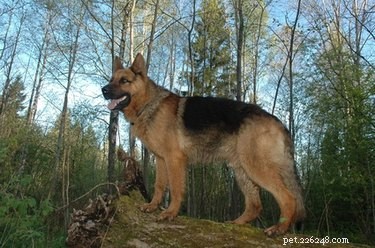 Safe Dog Pain Relief: Home Remedies That Work