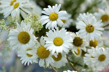 Safe Dog Pain Relief: Home Remedies That Work