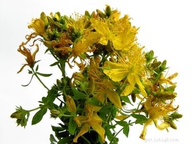 Safe Dog Pain Relief: Home Remedies That Work