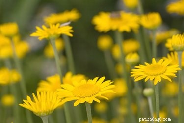 Safe Dog Pain Relief: Home Remedies That Work