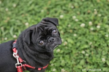 Understanding Canine Urinary Discharge: When to Worry and When to Wait