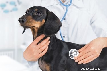 Understanding Lifespan and Prognosis for Dogs with Liver Disease