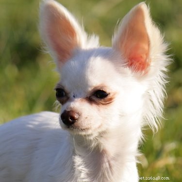 Recognizing Kidney Failure Symptoms in Chihuahuas: A Complete Owner’s Guide