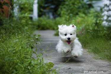 Common Skin Problems in West Highland White Terriers: Symptoms, Causes, and Care
