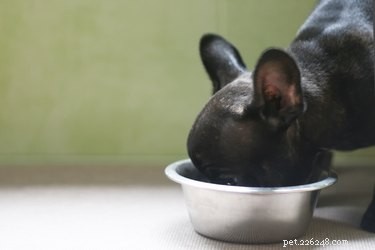 Signs Your Dog Has Ingested Motor Oil and How to Respond