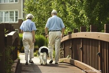 Safer Alternatives to Rimadyl for Managing Dog Arthritis