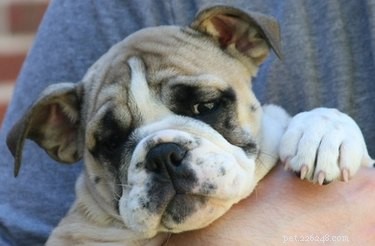 Recognizing Cancer Symptoms in English Bulldogs: A Comprehensive Guide