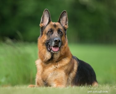 Effective Treatments for Diarrhea in German Shepherds: Home Care & Vet Tips