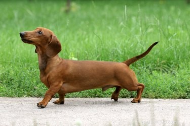 Understanding Dachshund Hair Loss: Causes, Symptoms, and When to See a Vet
