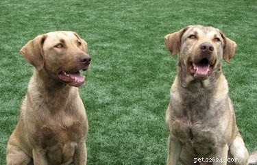 Cephalexin in Dogs: Uses, Safety, and Effectiveness Explained