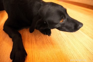 Effective Treatments for Coccidia in Dogs: Sulfa-Based Therapies Explained