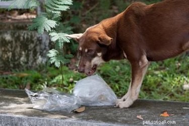 Understanding the Causes of a Dog’s Hacking Cough