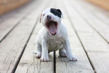 Understanding the Causes of a Dog’s Hacking Cough