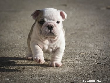 Olde English Bulldogge vs. English Bulldog: A Complete Comparison