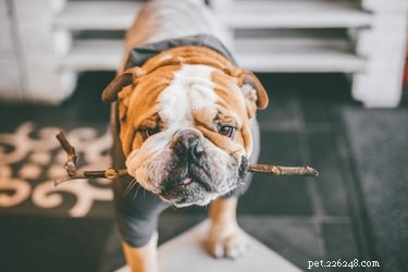 Olde English Bulldogge vs. English Bulldog: A Complete Comparison