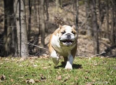 Olde English Bulldogge vs. English Bulldog: A Complete Comparison