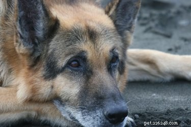 Understanding Muscle Wasting in Dogs: Causes, Symptoms, and Treatment