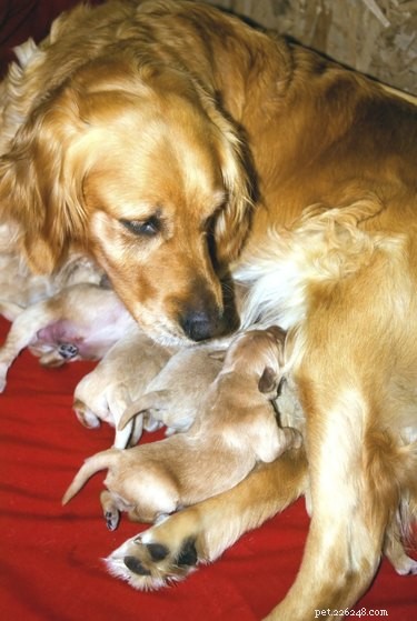 Managing Dehydration in Newborn Puppies: Signs, Causes, and Care