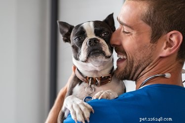 Dog Chewing Skin & Pulling Hair: Causes & How to Stop It