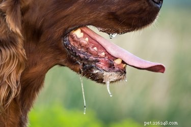What Causes Dogs to Foam at the Mouth? Top Diseases and Symptoms Explained