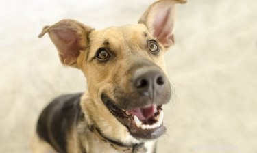 Comparing Canine and Human Hearts: Anatomy, Function, and Key Differences