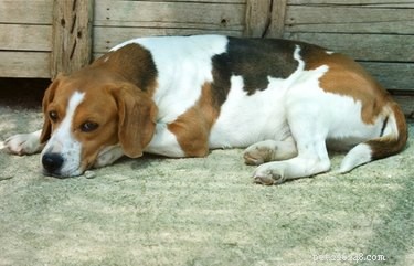 How to Spot Pregnancy in Your Beagle: Key Signs & Vet Tips
