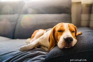 How to Spot Pregnancy in Your Beagle: Key Signs & Vet Tips