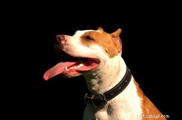 How to Clean a Dog’s Teeth with Baking Soda – Safe, Natural Oral Care