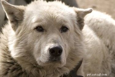 Drontal Plus for Dogs: Safe, Effective Worm Treatment