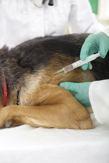 Immediate Steps to Treat Your Dog After Rat Poison Ingestion