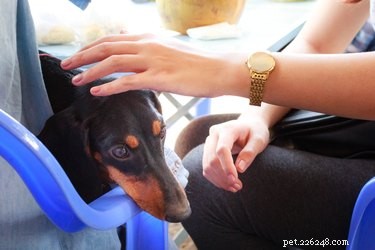 Understanding the Final Stages of Canine Cancer: What to Expect