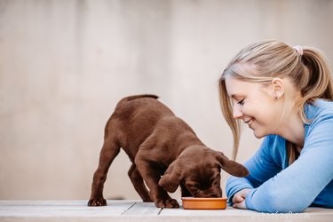How to Spot and Manage Fatigue Symptoms in Your New Puppy