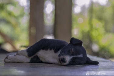 How to Spot and Manage Fatigue Symptoms in Your New Puppy