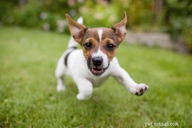 Understanding Rapid Breathing in Puppies: Causes & When to Seek Vet Care