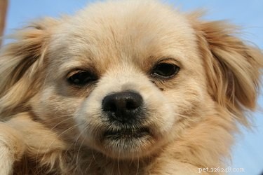Professional Guide to Treating a Dog s Eye Rash: Safe Steps & Vet-Approved Care
