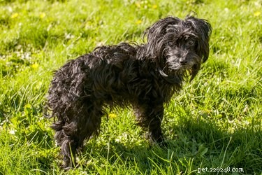 Advanced Canine Lymphoma: Recognizing Final Stage Symptoms