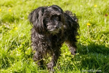 Advanced Canine Lymphoma: Recognizing Final Stage Symptoms