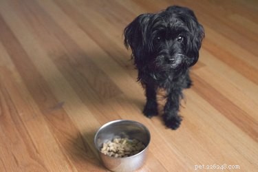 Advanced Canine Lymphoma: Recognizing Final Stage Symptoms