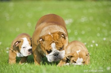 How to Spot When a Dog Has Gave Birth: Key Signs and Tips