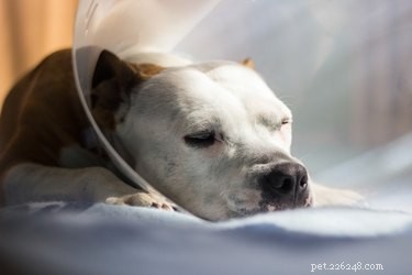 Understanding Male Dog Neutering: Procedure, Timing, and Benefits