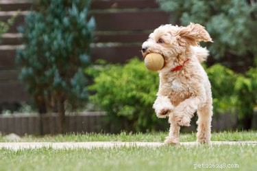 Key Symptoms to Watch After Your Dog Swallows a Rock